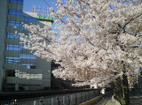 2006年の桜